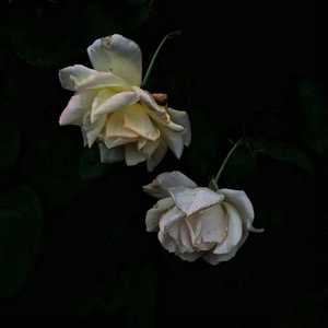 重生士兵的雌性征服日志
